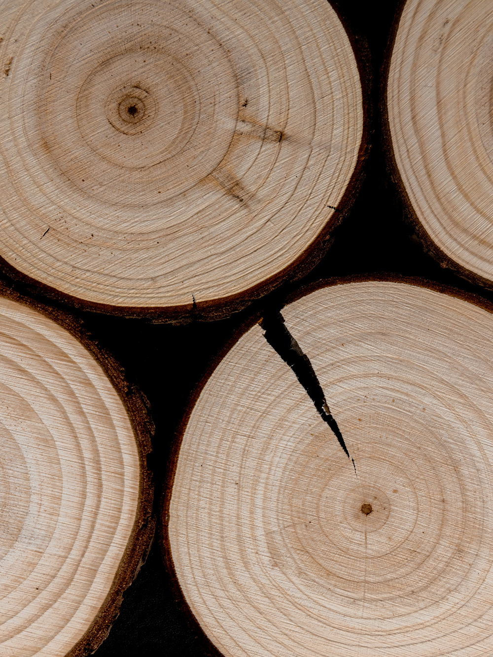 Årsringar på fällna träd